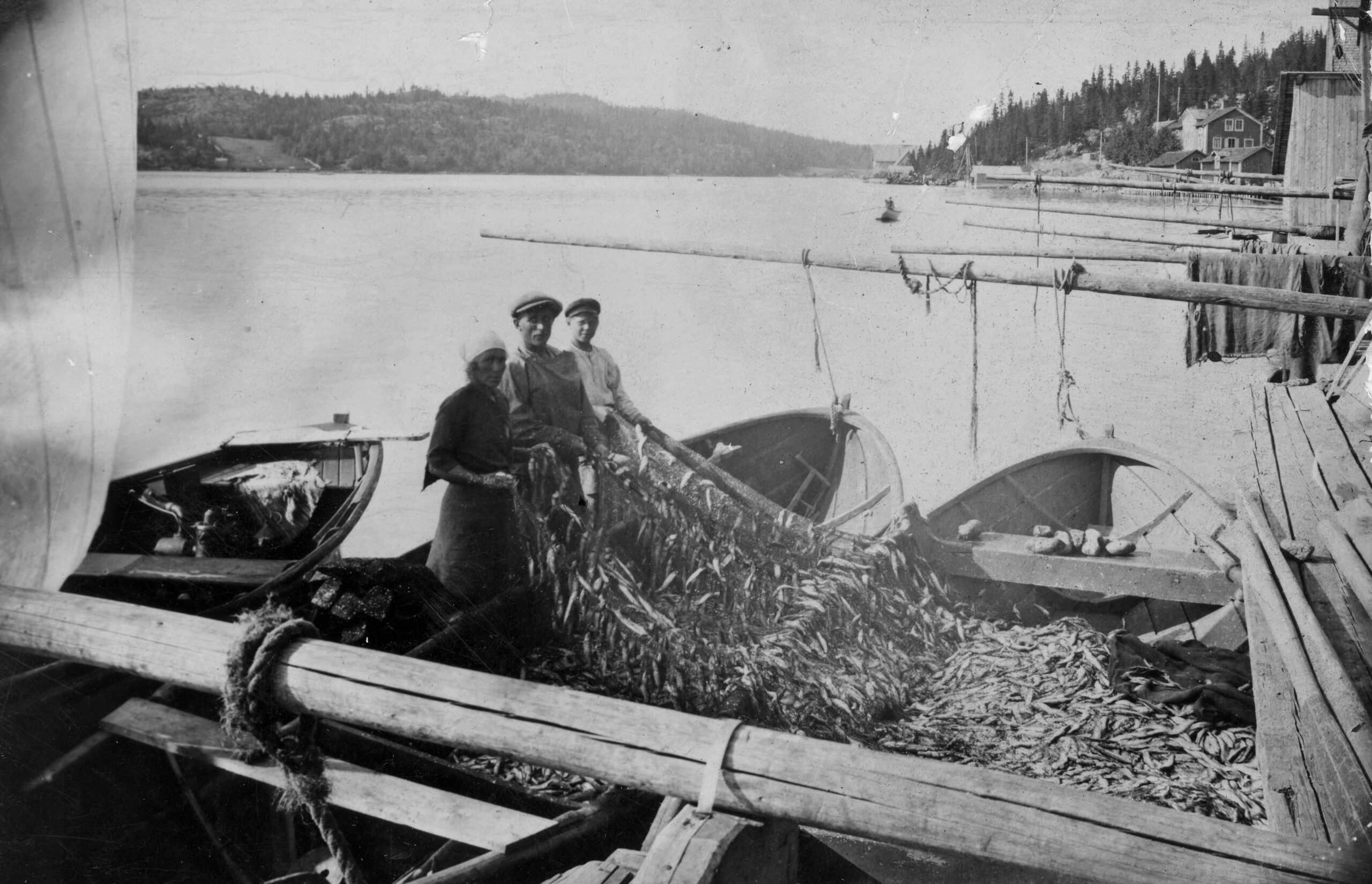 Bilden visar tre personer som tömmer strömmingsnät utanför en sjöbod