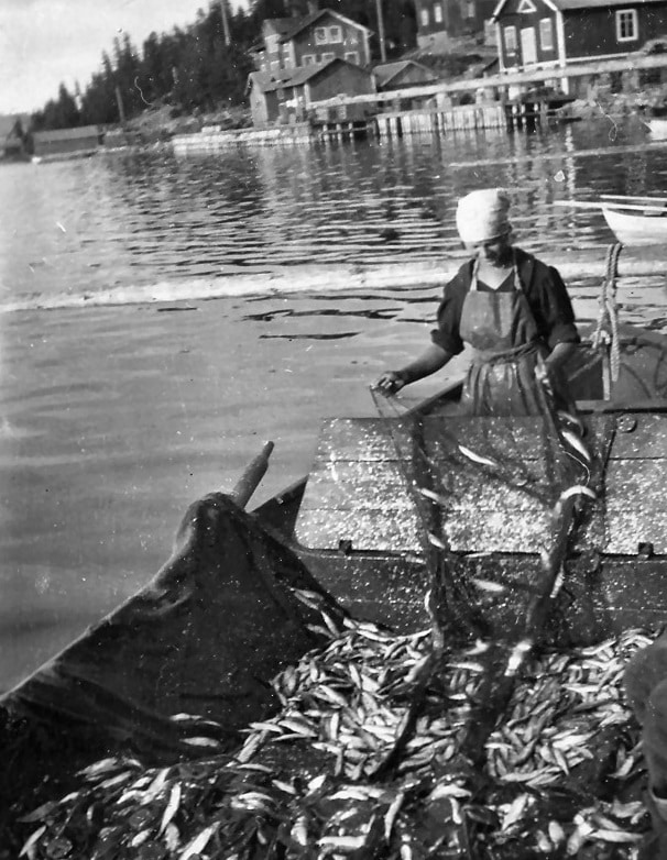 Kvinna skakar strömming ur sköten