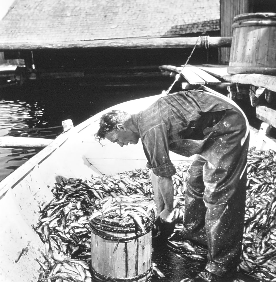 En båt fylld med strömming. I båten en man som fyller en tunna med strömming.